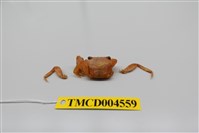 藏品(中型東方蟹)的圖片